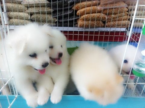 Samoyed nhật bản dòng mini size - 10