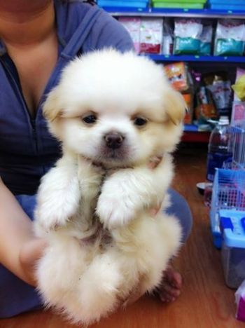 Chó nhật lai bắc kinh cute.khoẻ mạnh - 8