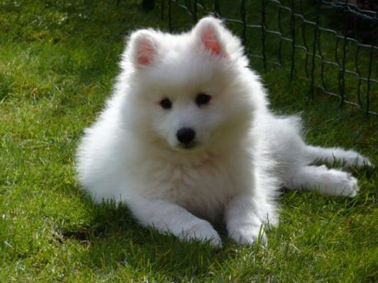 Samoyed nhật bản dòng mini size - 8
