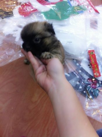 Chó nhật lai bắc kinh cute.khoẻ mạnh - 9