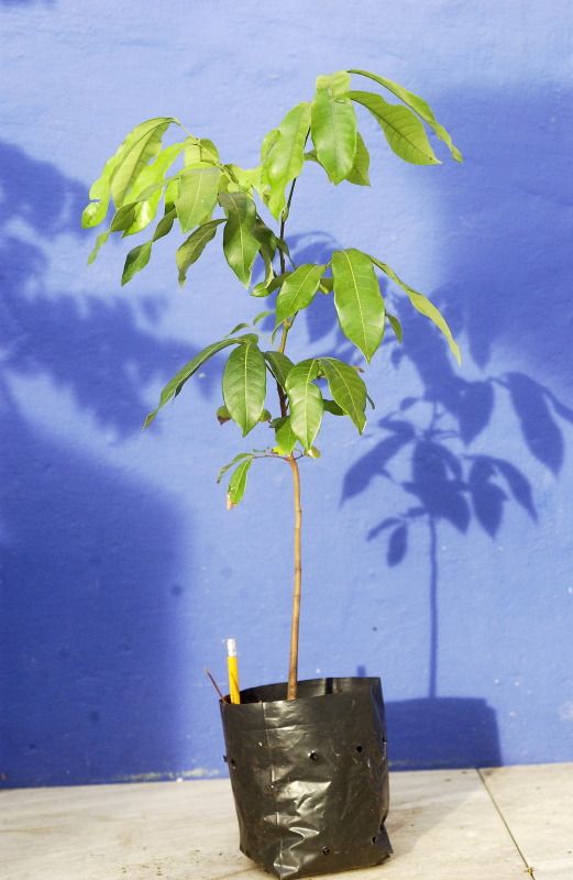 Thai Biew Kiew longan Euphoria longana Best Tropical Variety ลำไย | eBay