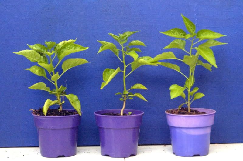 Thai+pepper+plant+growing