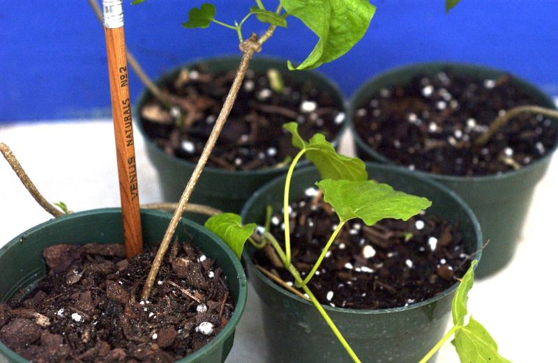 COWSLIP VINE Tonkin Jasmine Telosoma Pakalana Air layer plant Tropical.