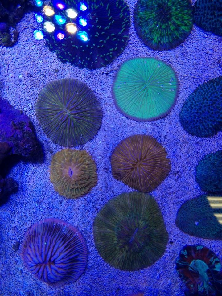coral11_zps0557d68d.jpg