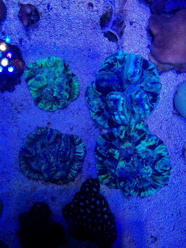 coral13_zps4fd7a700.jpg