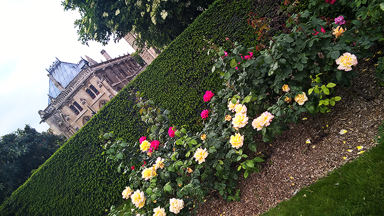 Catedral de Notre Dame: rosas gigantes *-*