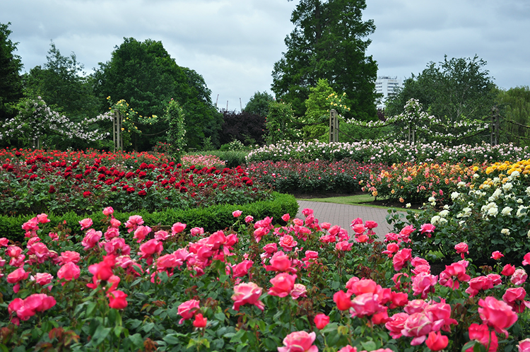 Algumas das muitas rosas desse parque real