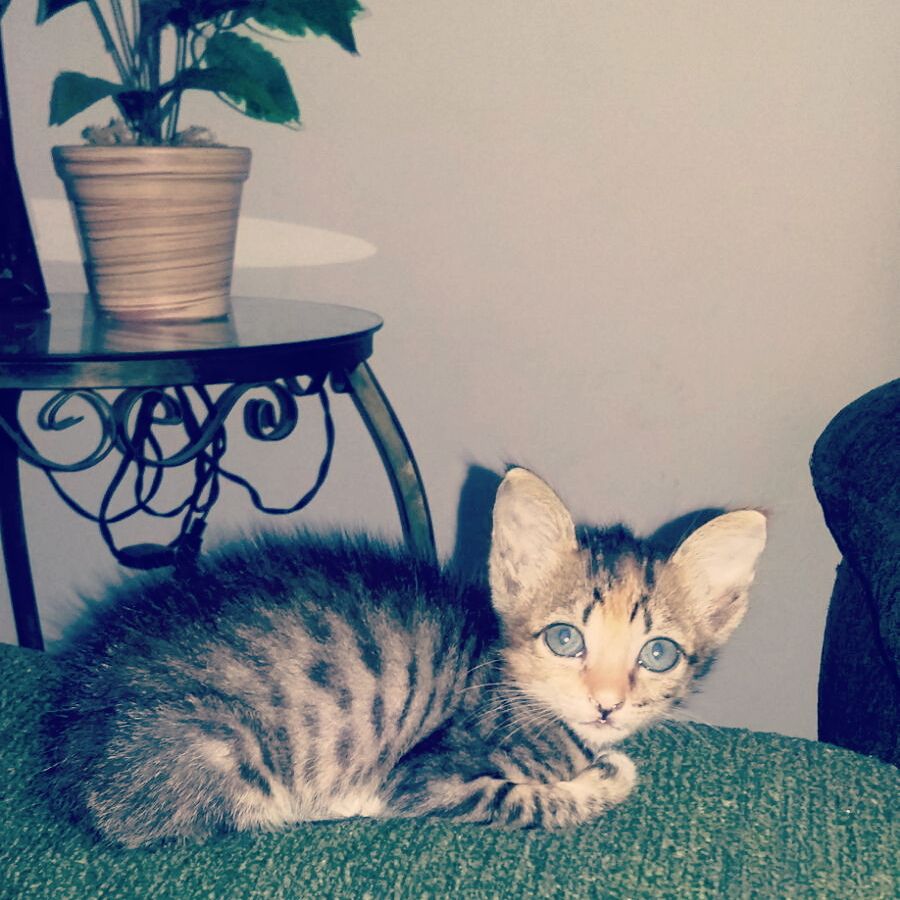 Ela adora o sofá! Acho que é porque foi o primeiro lugar da casa em que ela dormiu junto comigo...