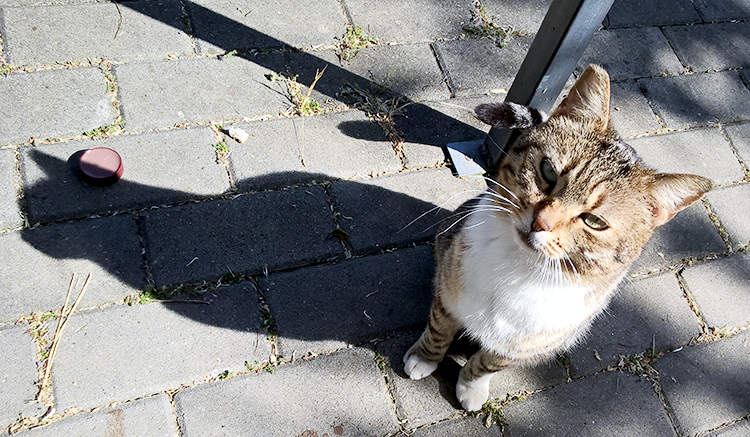 Camping Village Roma - gato morador de lá