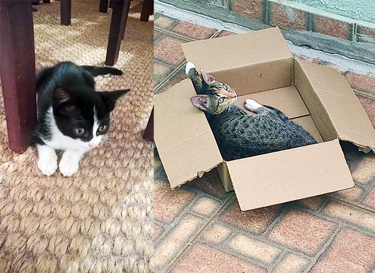 Minha zoiuda assustada e minha peste em forma de gata