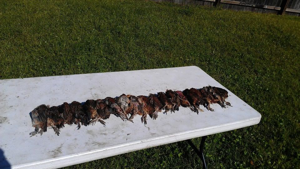 Quail hunting in Poplarville,Ms