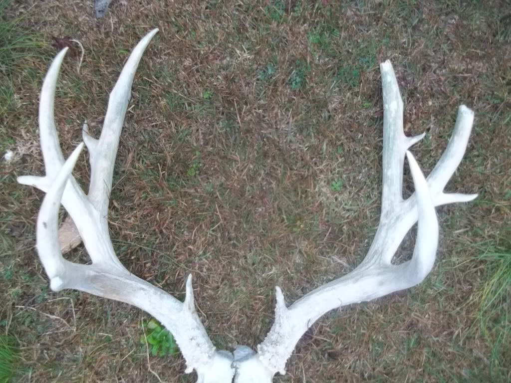 Mule deer in NC? Antler restoration to the