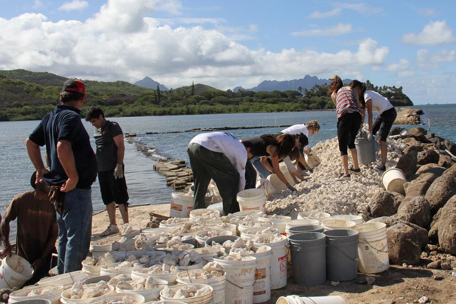 He‘eia Fishpond Restoration Helping to restore the He‘eia Fishpond by loading coral onto a small barge to transport across the fishpond.