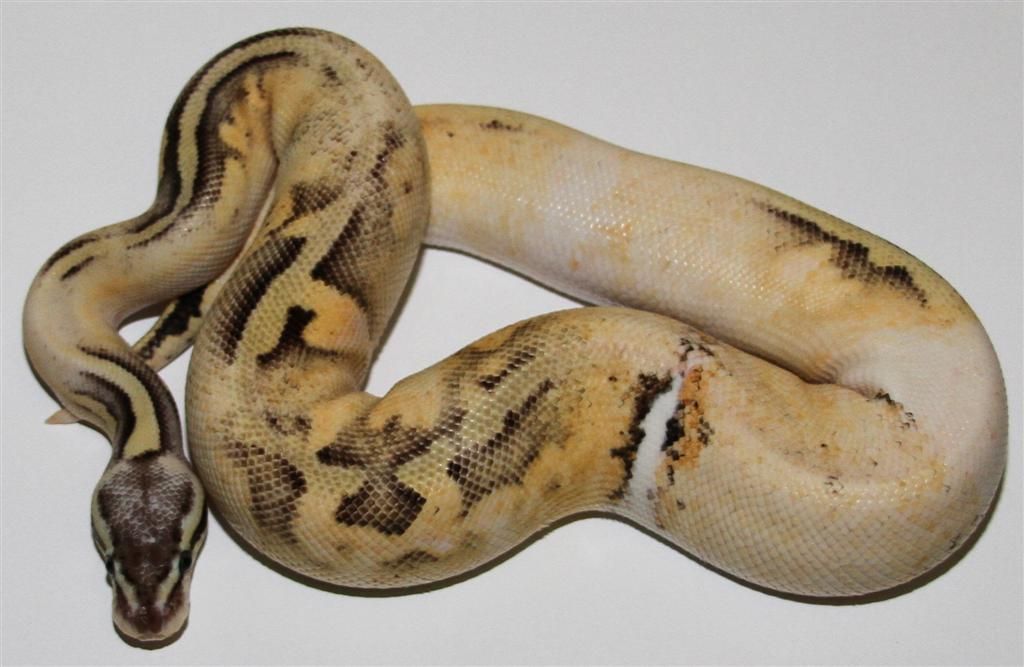 CalicoFireflyMale2Large.jpg