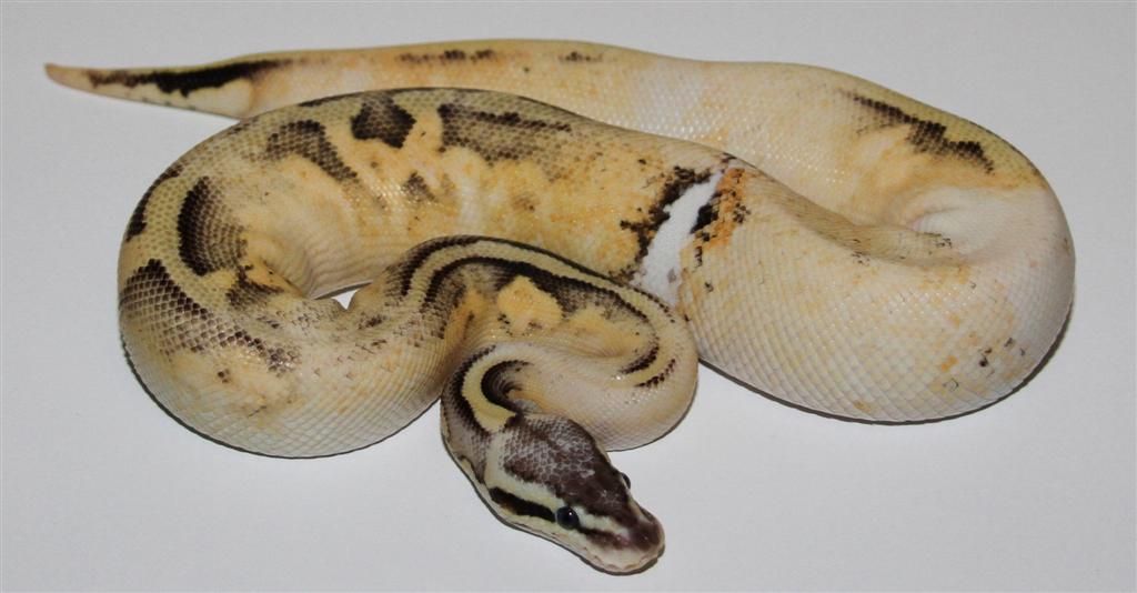 CalicoFireflyMale4Large.jpg