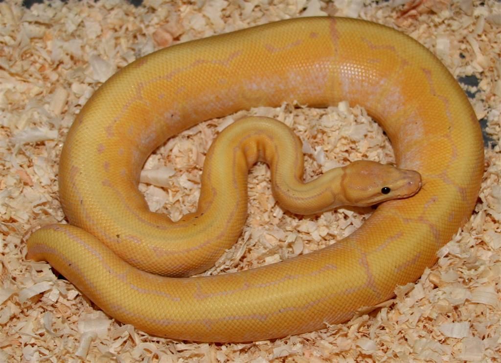 CoralGlowPinstripemale15Large.jpg