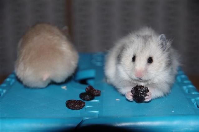 Tk Syrian Hamsters Long Haired Re Home Hamsterforum