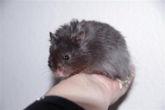 Tk Syrian Hamsters Long Haired Re Home Hamsterforum