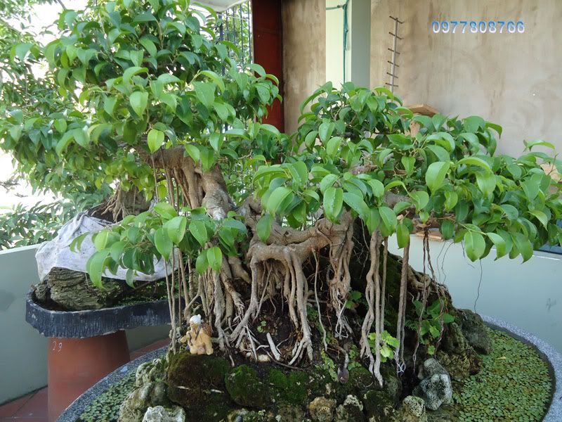 Sanh cổ dáng long