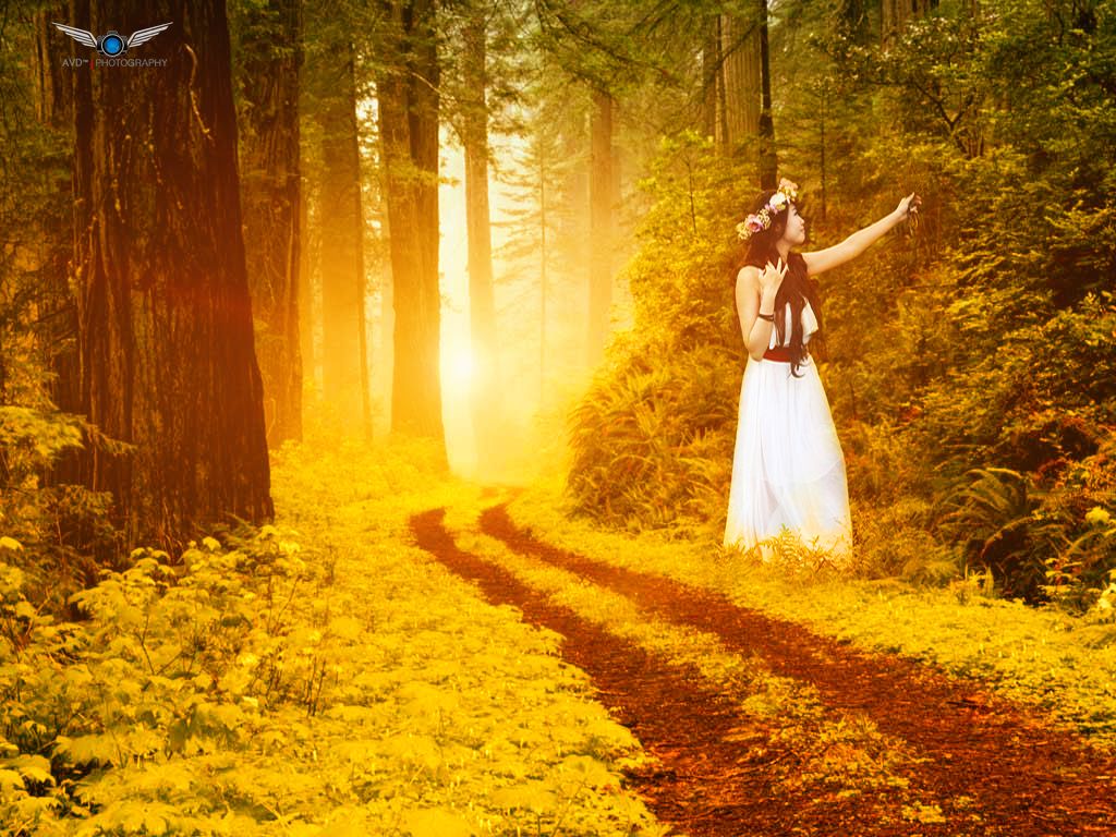 forest-wallpaper.jpg