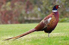 burung pheasant