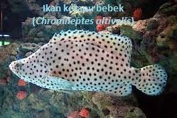 ikan kerapu