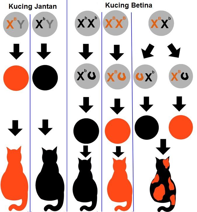 kromosom-kucing-pict