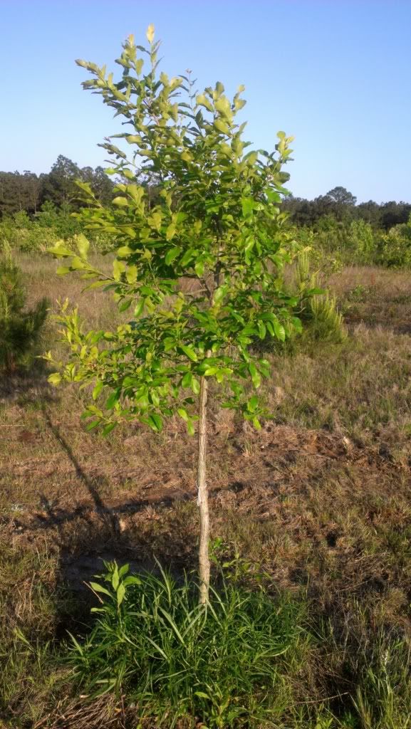 Lets talk about Sawtooth Oaks All Things Habitat Lets talk.....