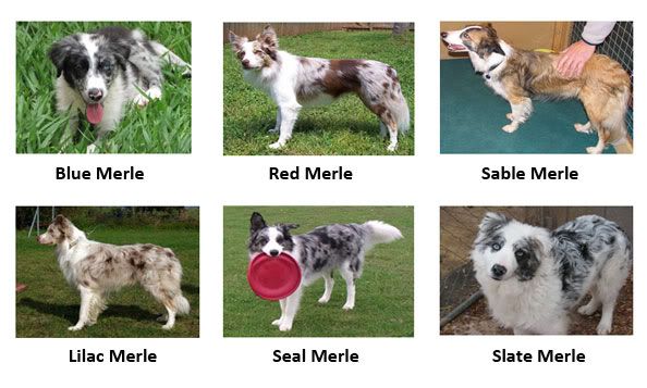 Cores-Merles--Border-Collie.jpg