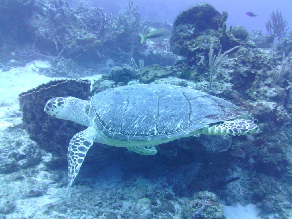 PICT0121.jpg