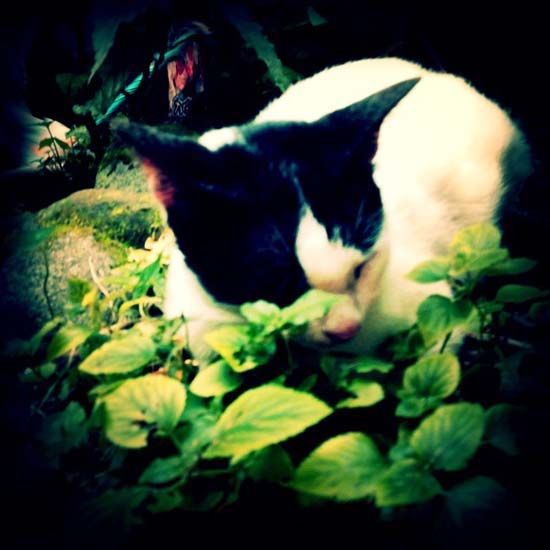 Dreaming