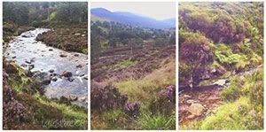 Scottish Highland Heather calluna vulgaris