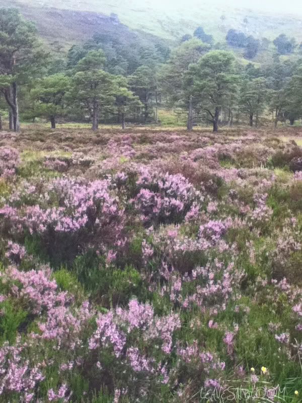 Scottish heather Calluna vulgaris