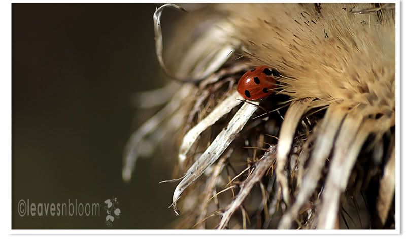 native scottish ladybird on Carlina Thistle