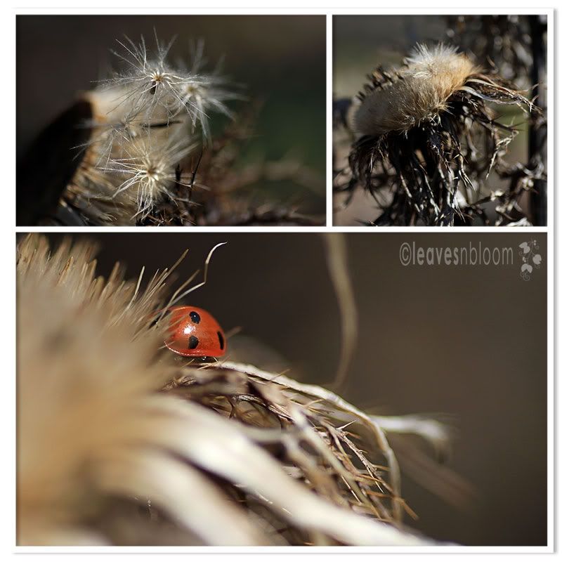 native scottish ladybird on Carlina Thistle