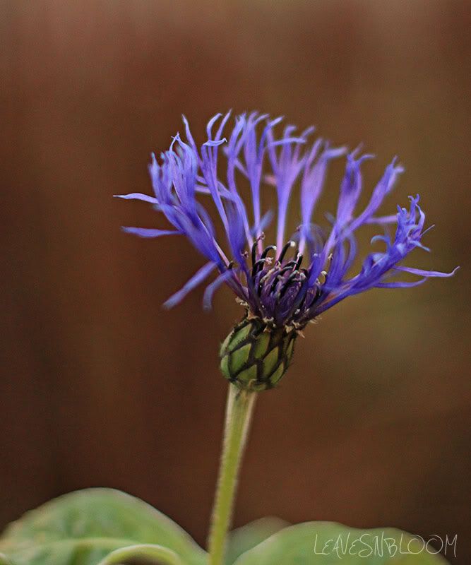 Centaurea montana