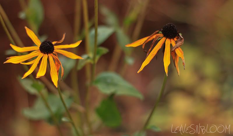 yellow petals from Rudbeckia fulgida var. sullivantii 'Goldsturm'