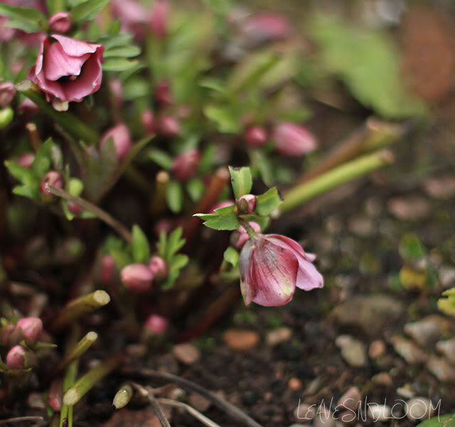 Pink Lenten Rose Hellebore hybridus