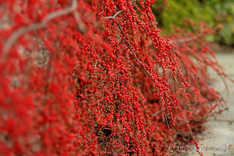 Cotoneaster horizontalis