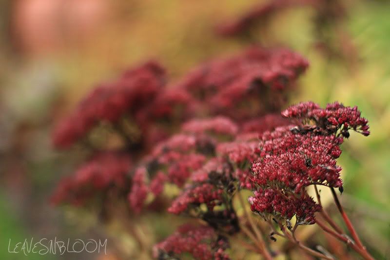 Sedum spectabile 'Autumn Joy'