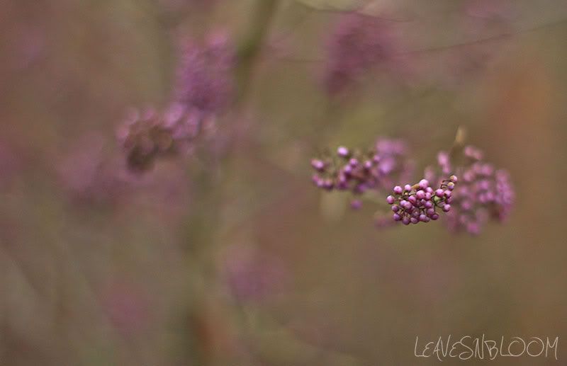 Callicarpa bodinieri var. giraldii ‘Profusion’