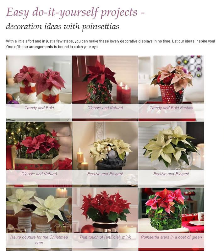 Decoration ideas with Poinsettias
