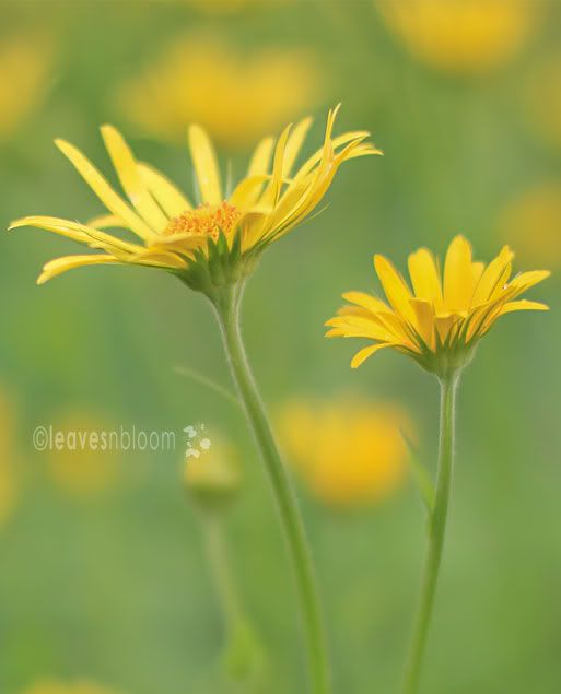 Giant Leopards Bane - Doronicum pardalianches