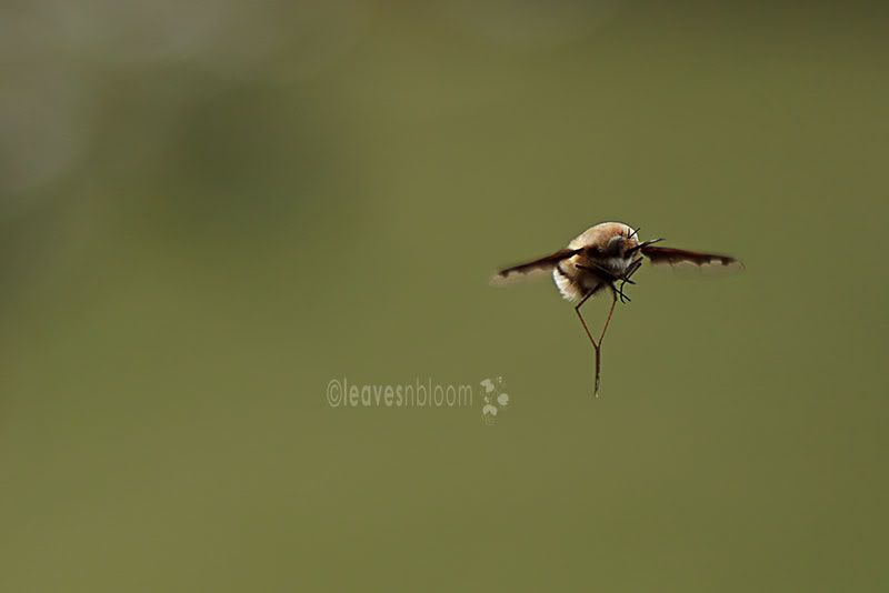 Bombylius major Bee-Fly in flight