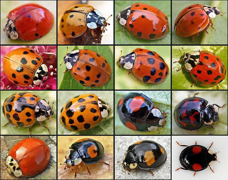 The many different types of Harlequin Ladybird