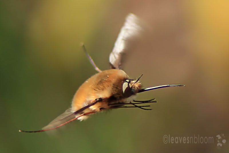 Bombylius major Bee-Fly in flight