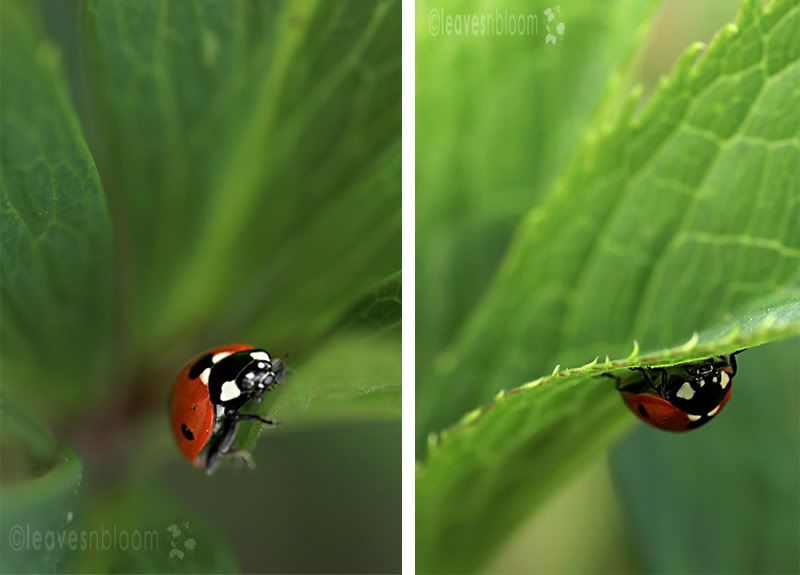  7 spot ladybird