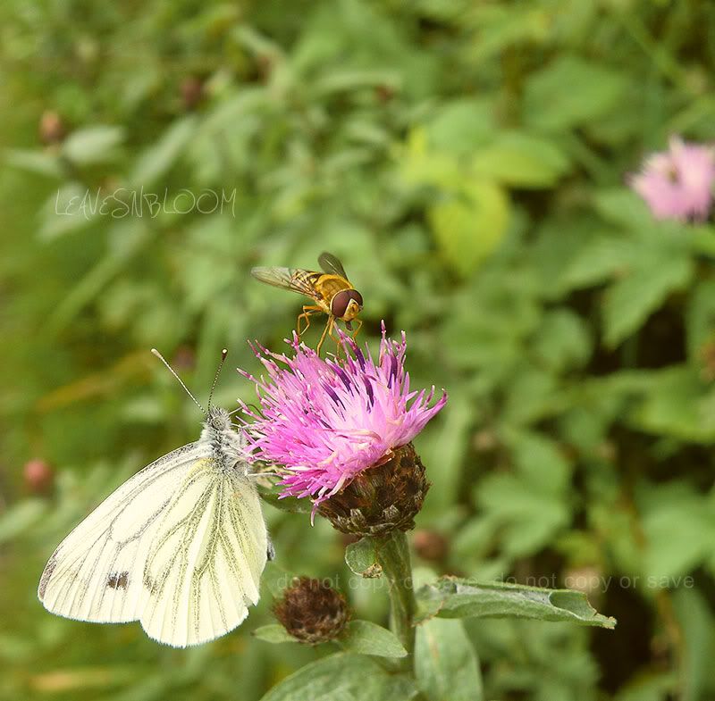 Large White butterfly common name Cabbage White