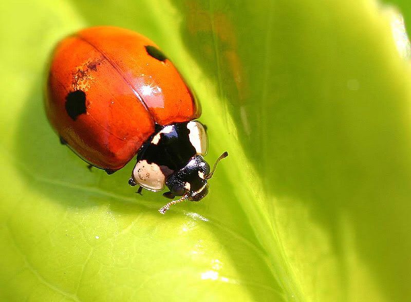 Red Two spot native ladybird Adalia bipunctata