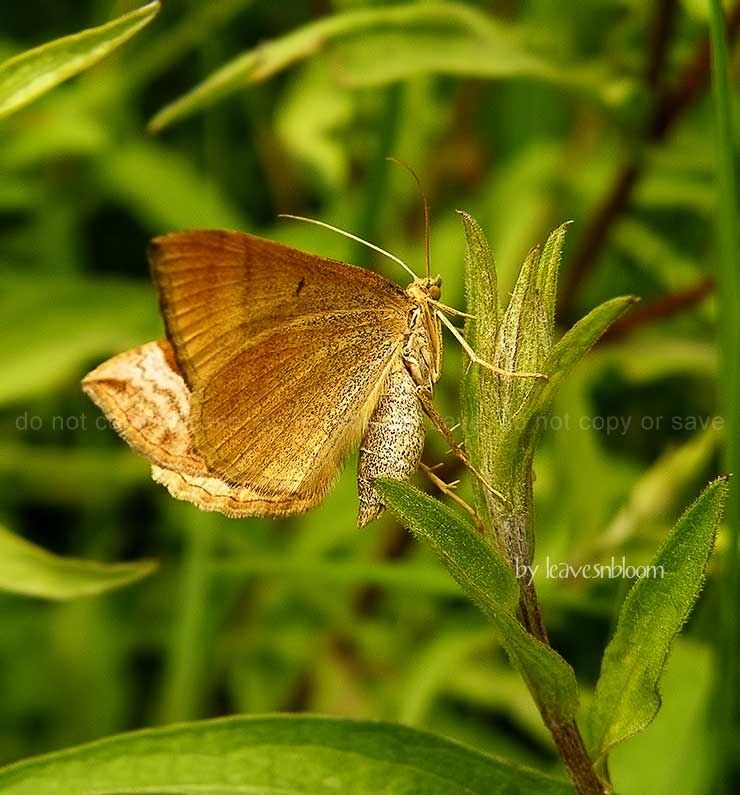 Shaded Broad-bar Scotopteryx chenopodiata